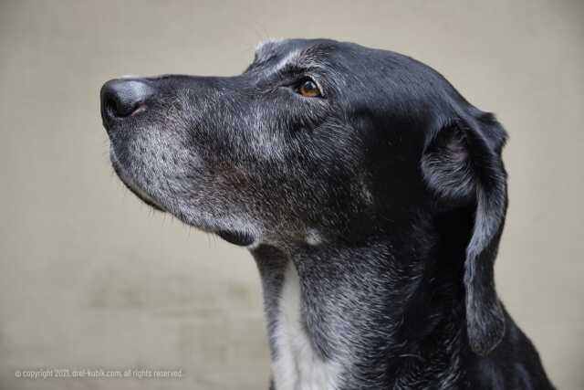 mastiff labrador mix rossi dsf8711 web