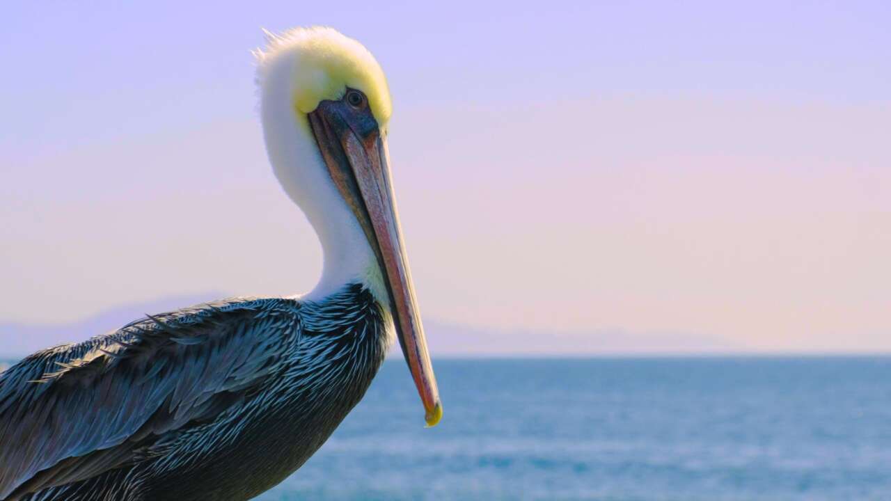 pelikan am pier von santa barbara in kalifornien